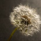 Pusteblume