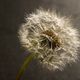 Pusteblume