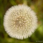 Pusteblume