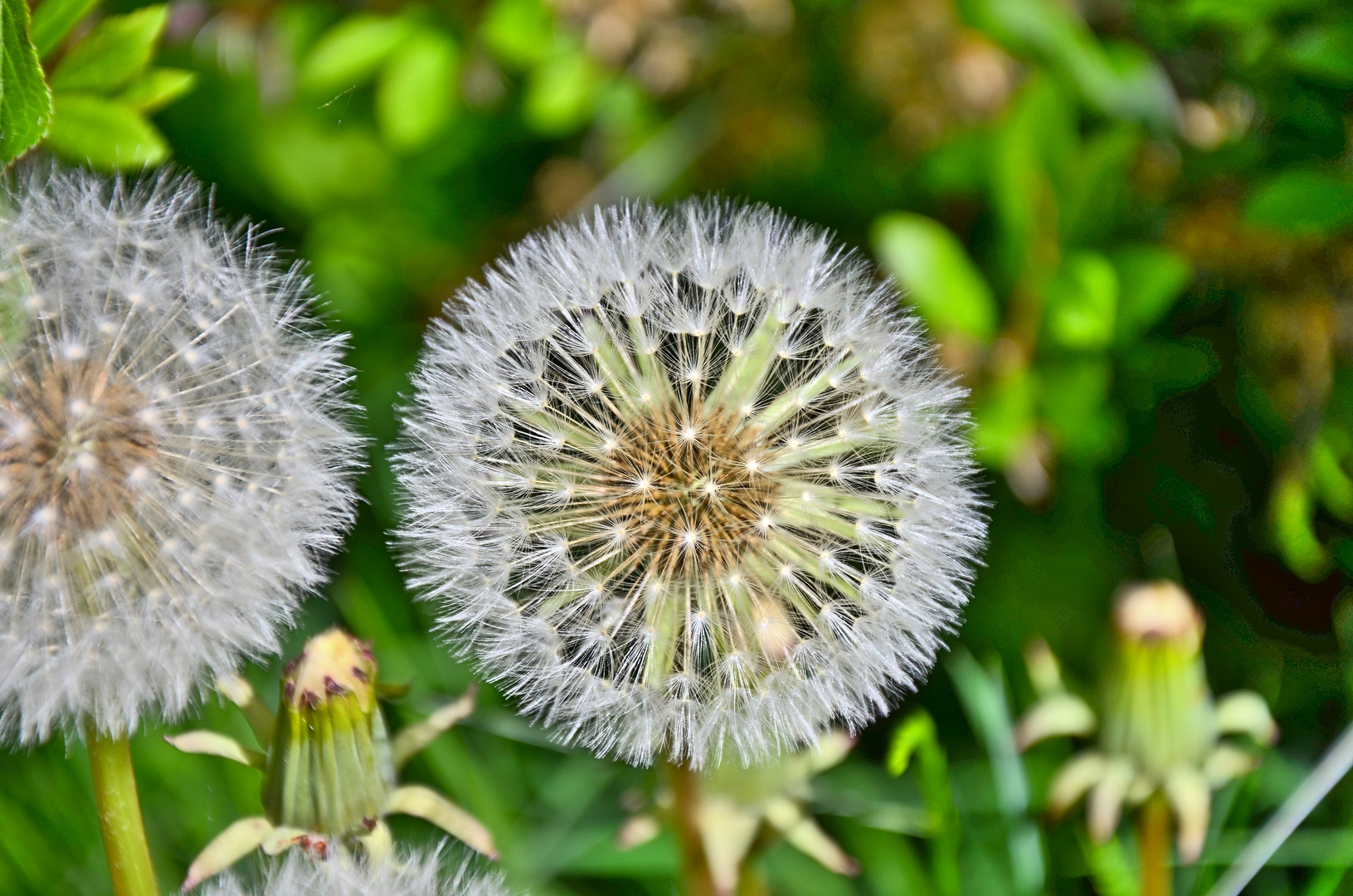 Pusteblume