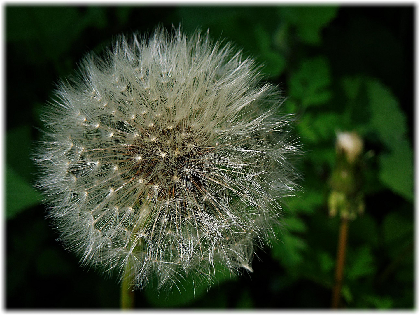 Pusteblume