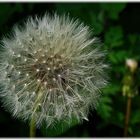 Pusteblume