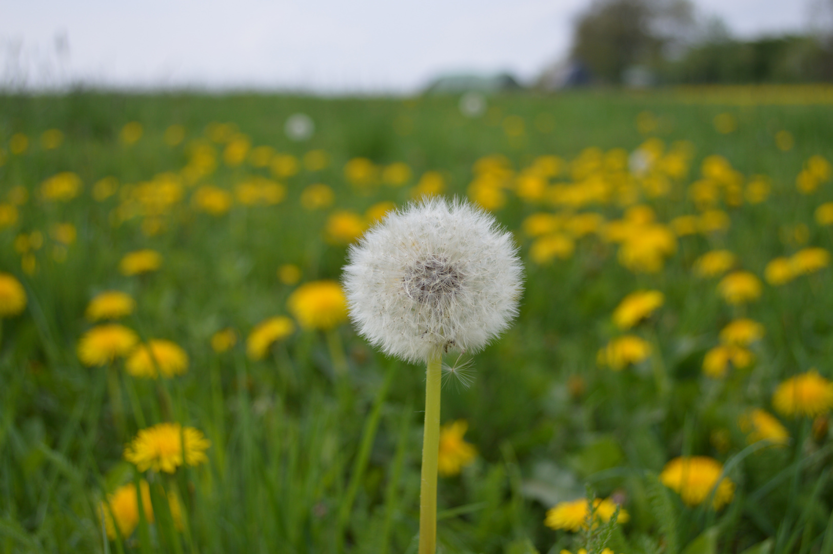 Pusteblume