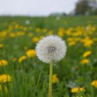 Pusteblume