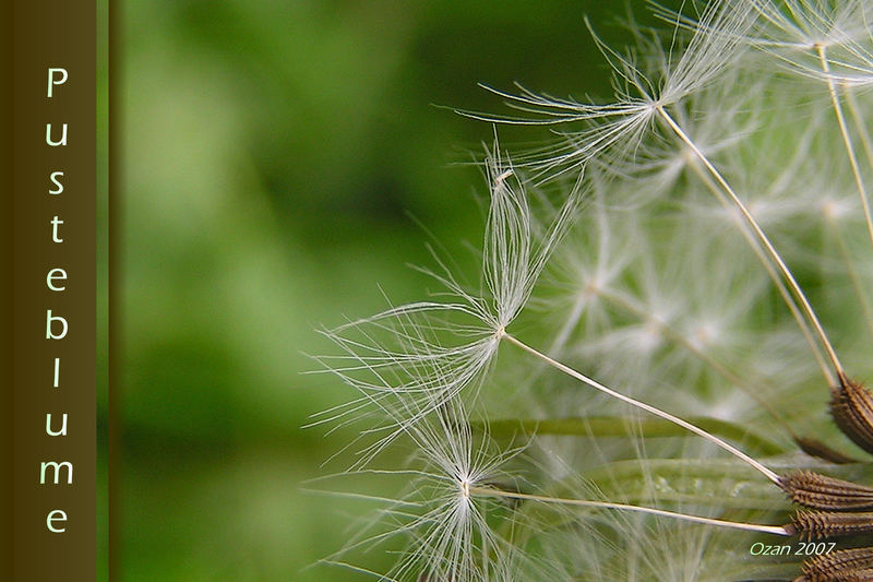 Pusteblume