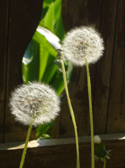 pusteblume