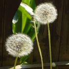 pusteblume