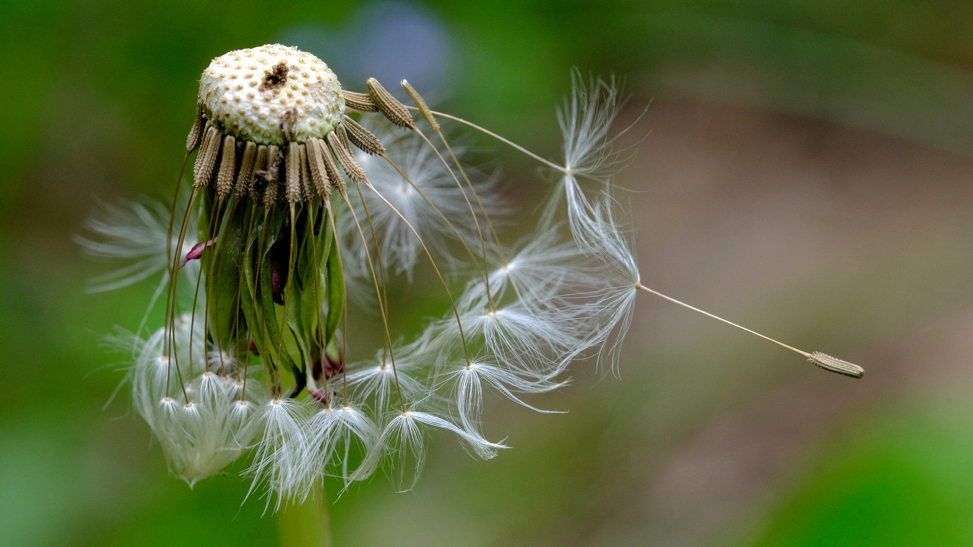 Pusteblume