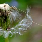 Pusteblume