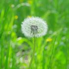 Pusteblume