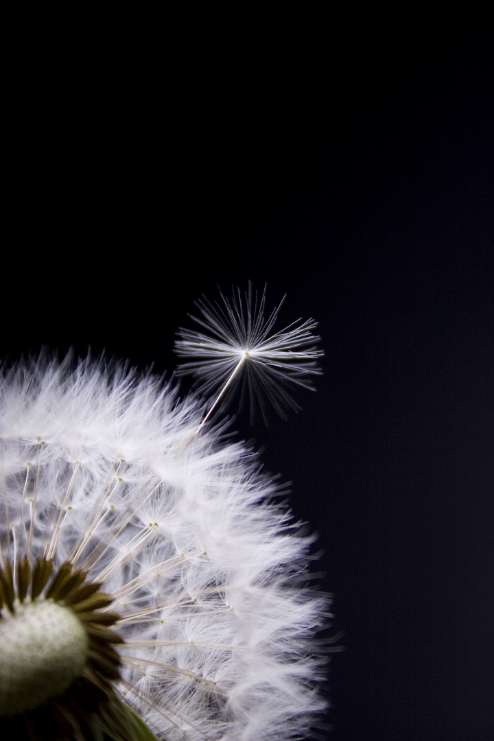 Pusteblume