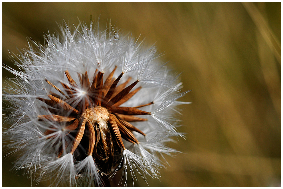 Pusteblume