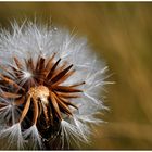 Pusteblume