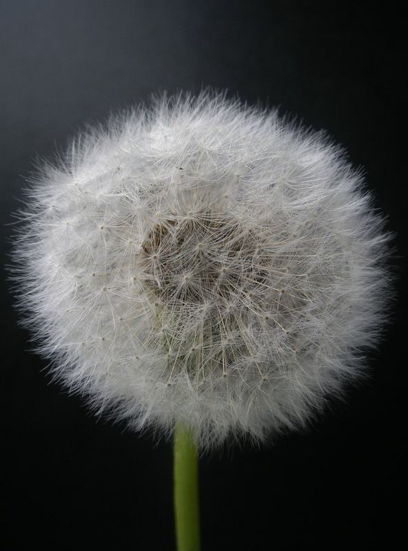 Pusteblume