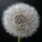 Pusteblume