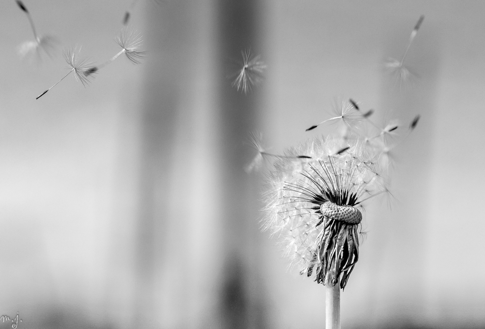 Pusteblume