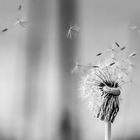 Pusteblume