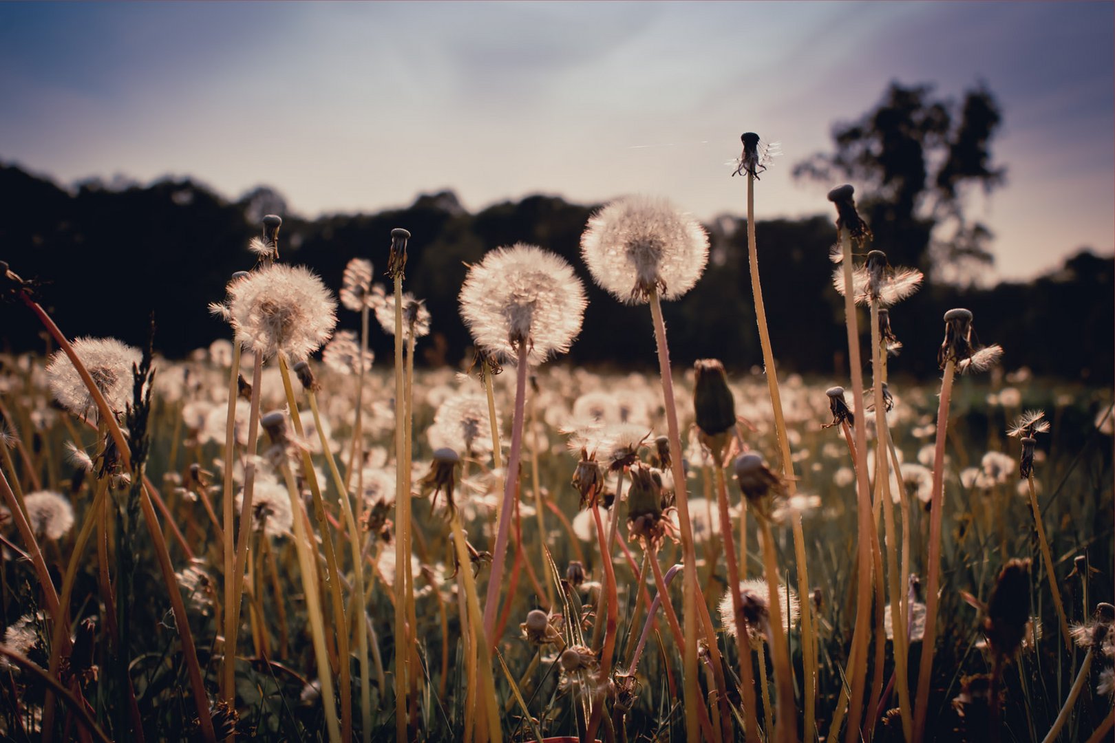 Pusteblume ....