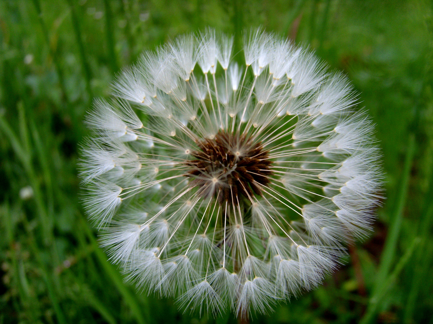 Pusteblume