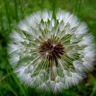 Pusteblume