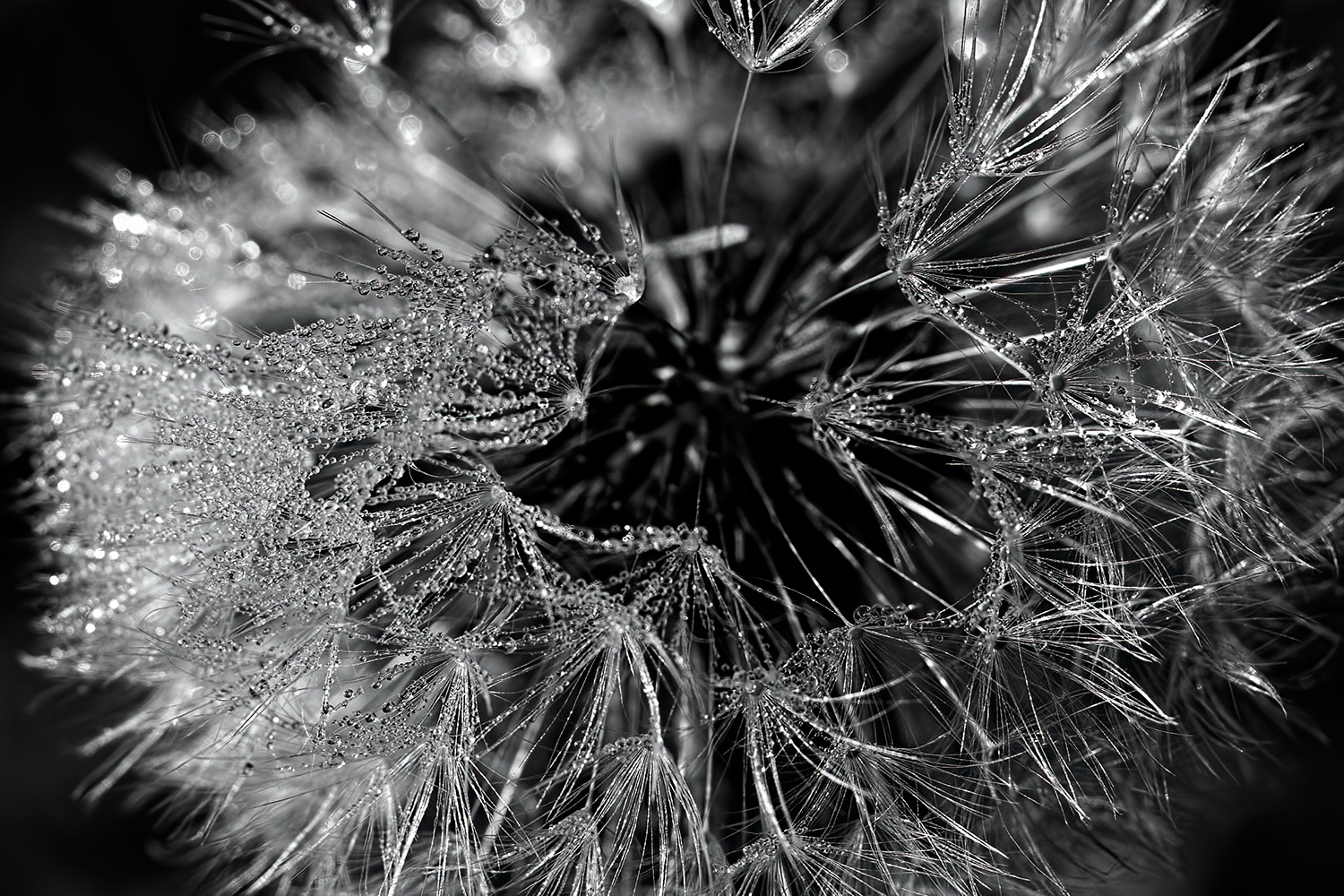 Pusteblume