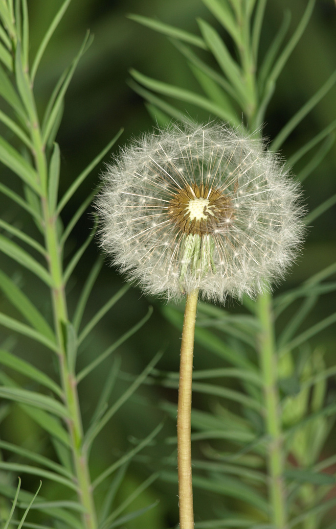 Pusteblume :)