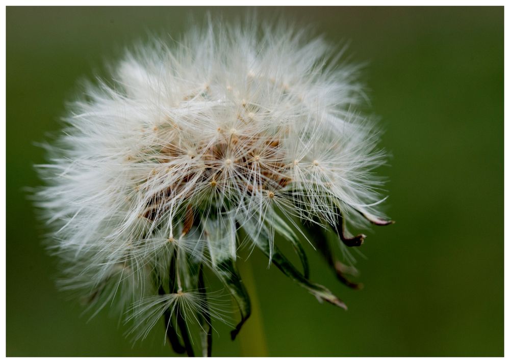 Pusteblume