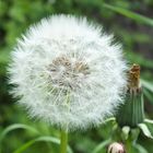 Pusteblume