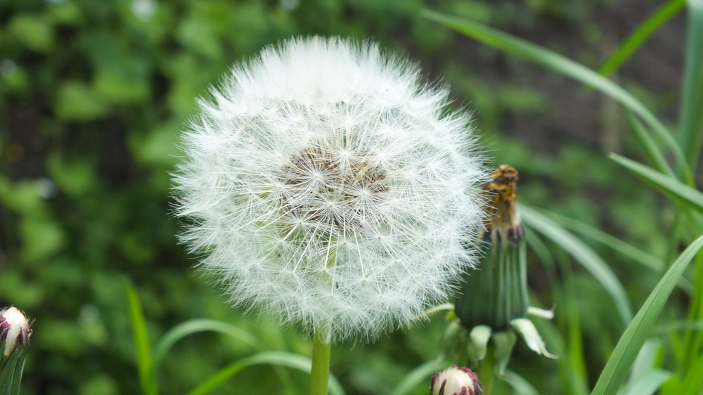 Pusteblume