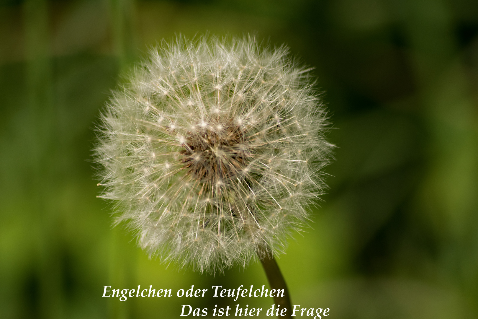 Pusteblume