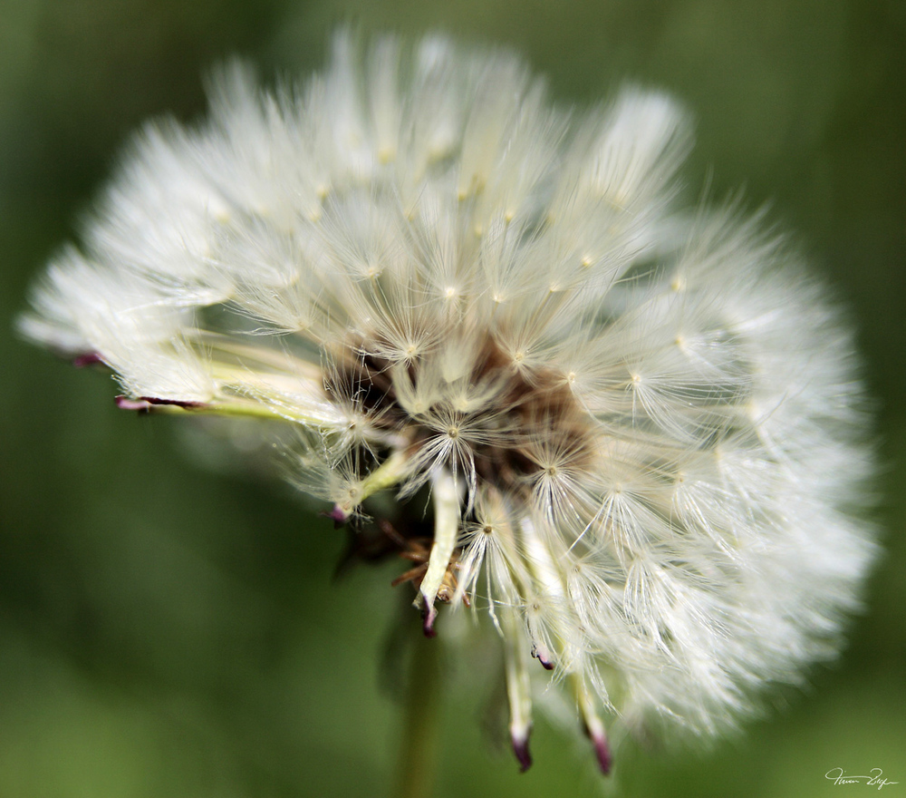 Pusteblume