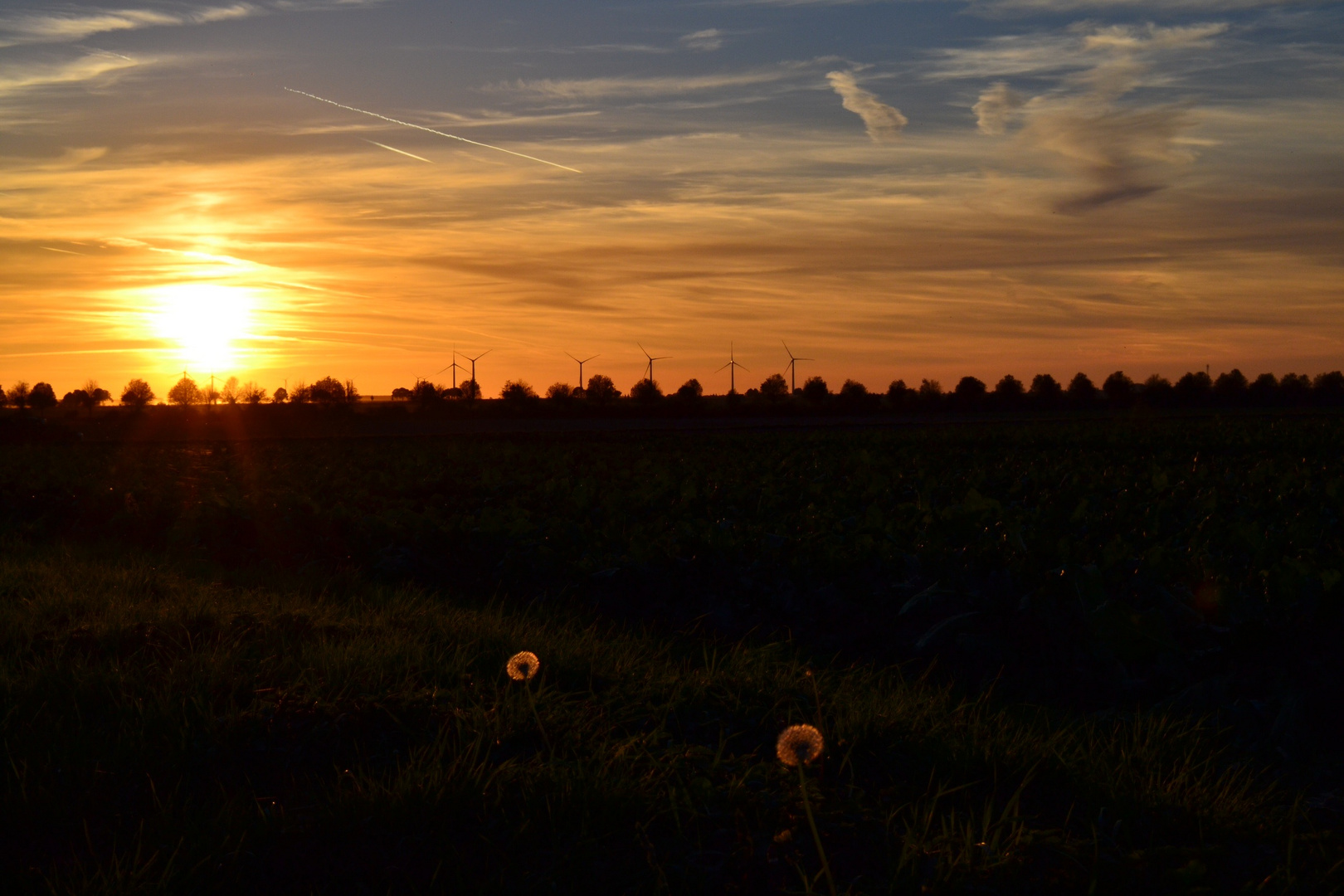 Pusteblume