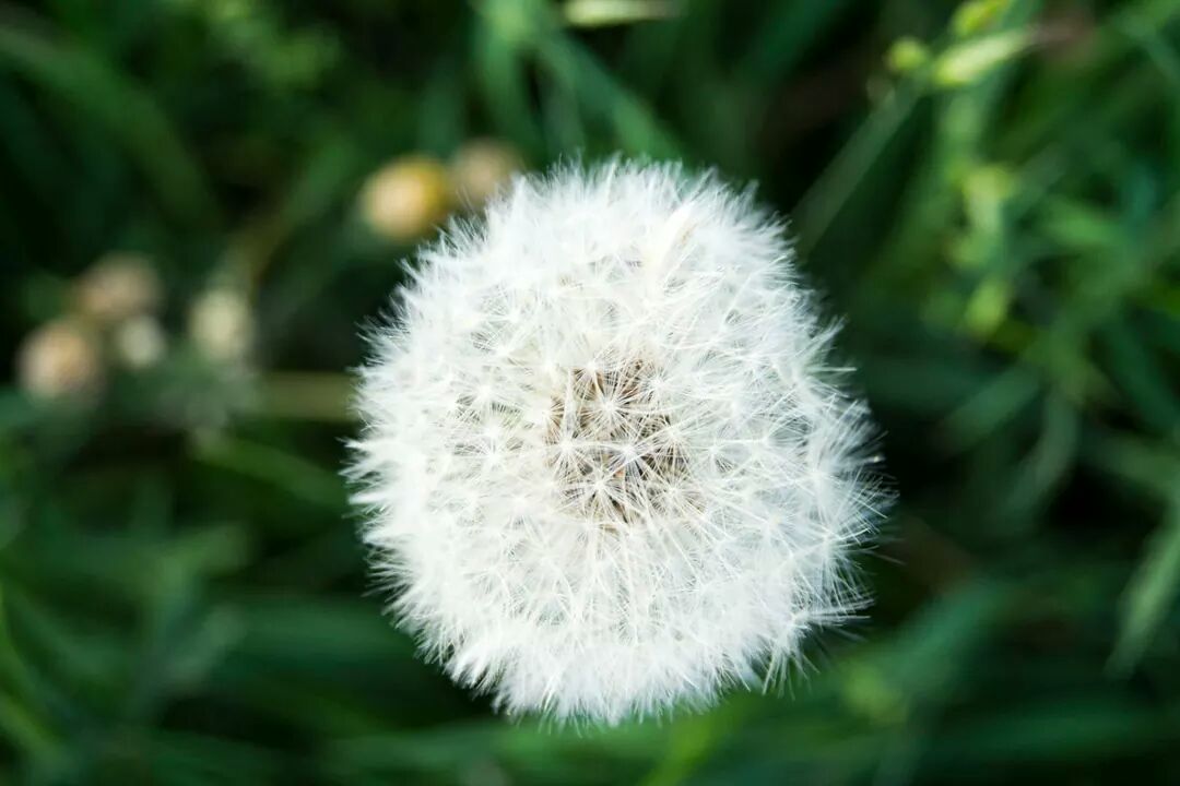 Pusteblume