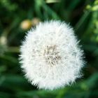 Pusteblume