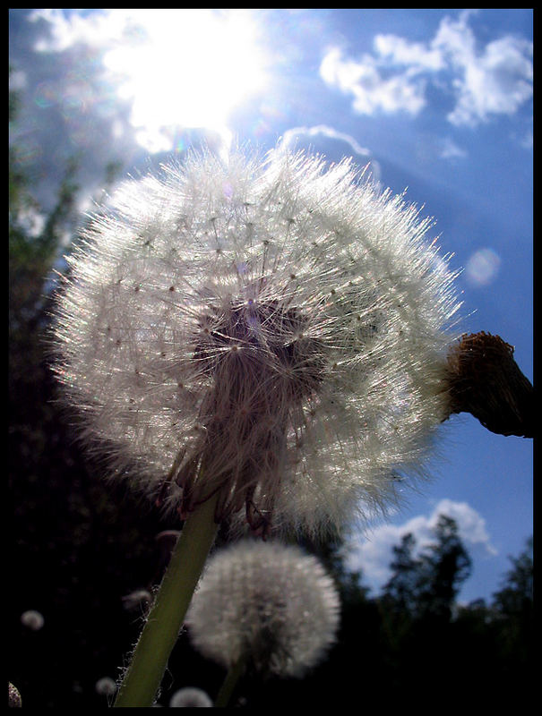 Pusteblume