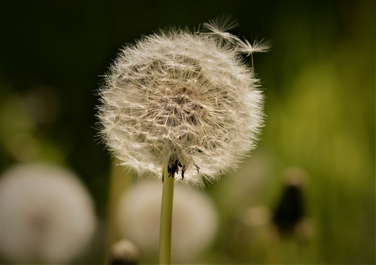 Pusteblume Foto & Bild blumen, natur Bilder auf
