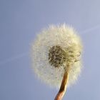 Pusteblume