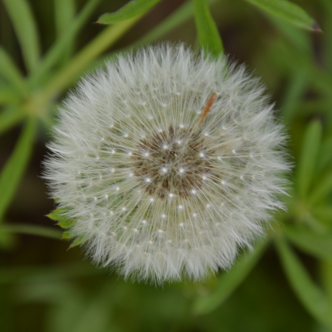 PusteBlume