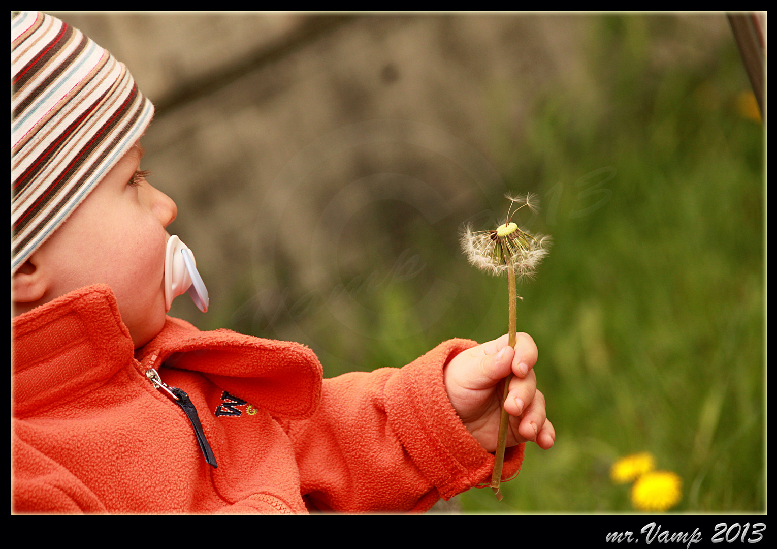 Pusteblume