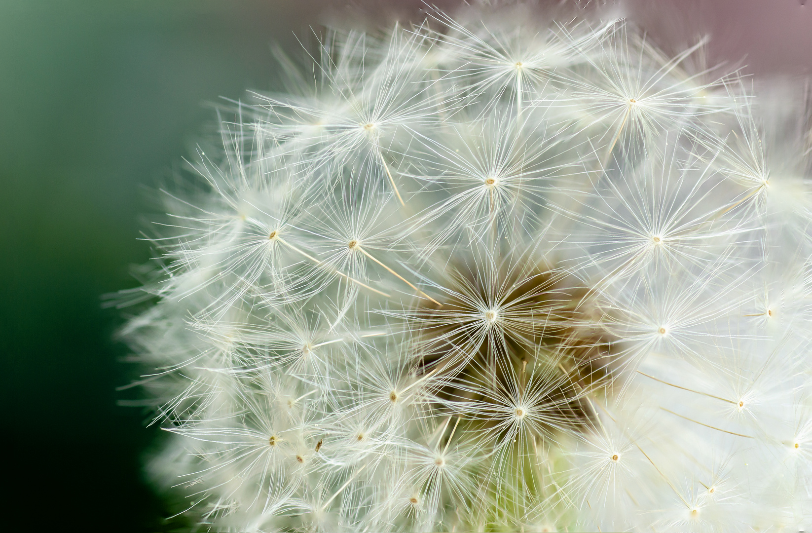 Pusteblume