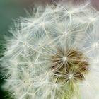 Pusteblume