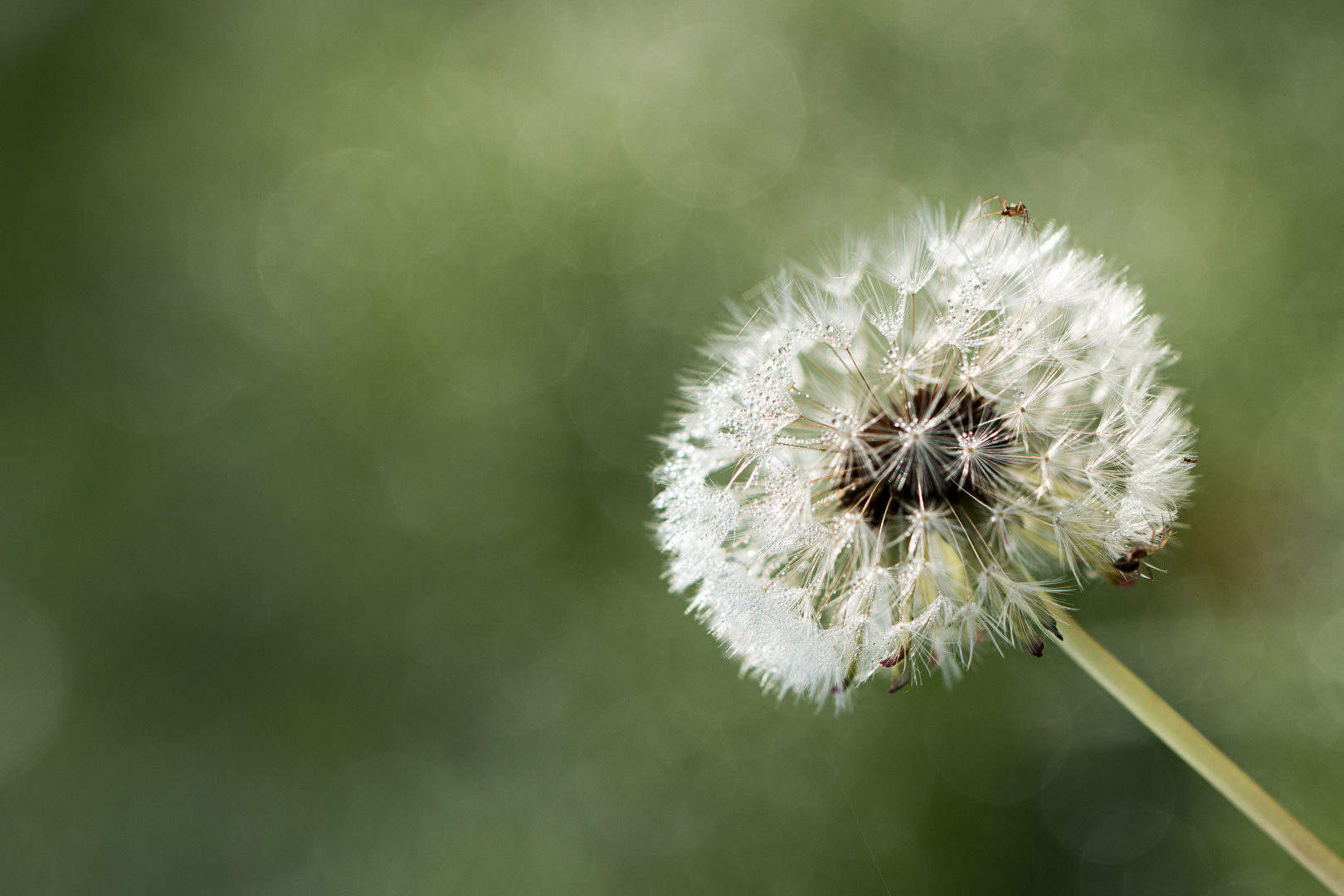 Pusteblume