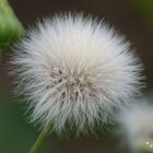 Pusteblume