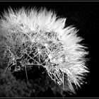 Pusteblume