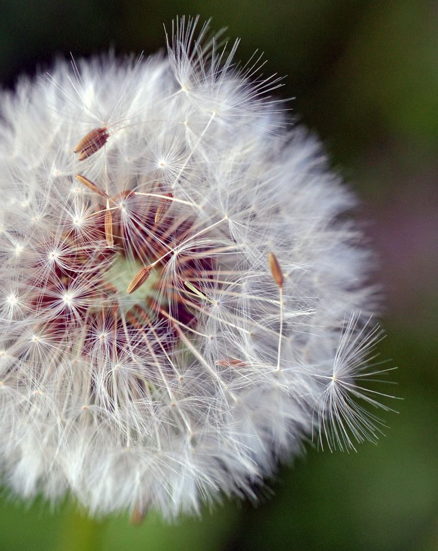 Pusteblume