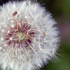 Pusteblume