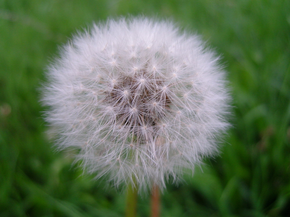 Pusteblume