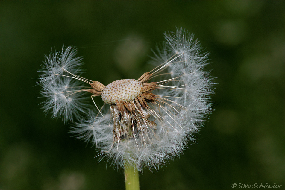 Pusteblume