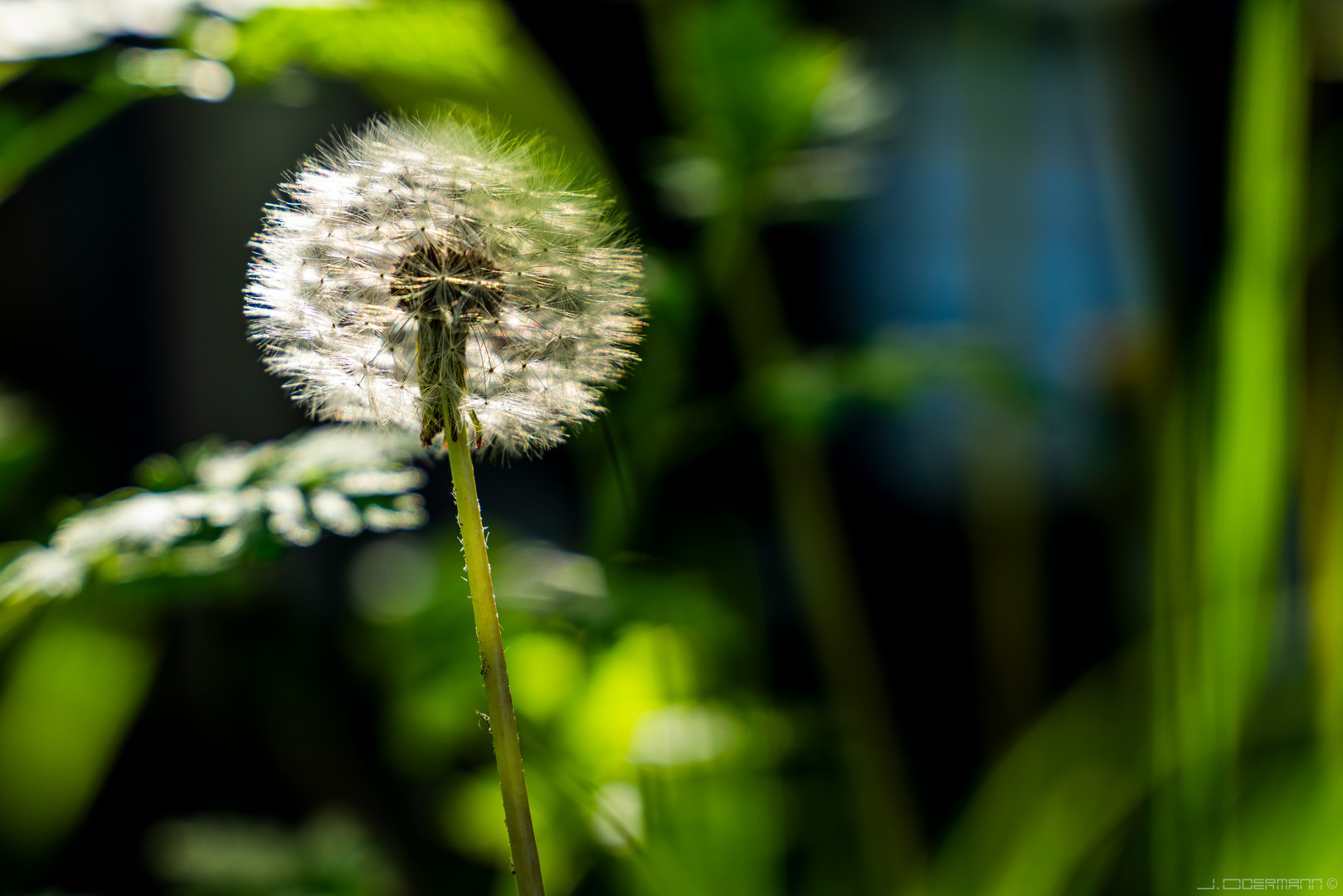 Pusteblume