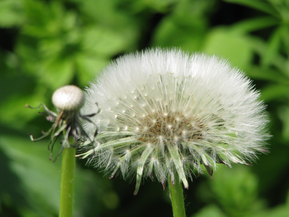 Pusteblume